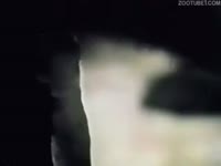 Vintage bestial oral sex with a black dog